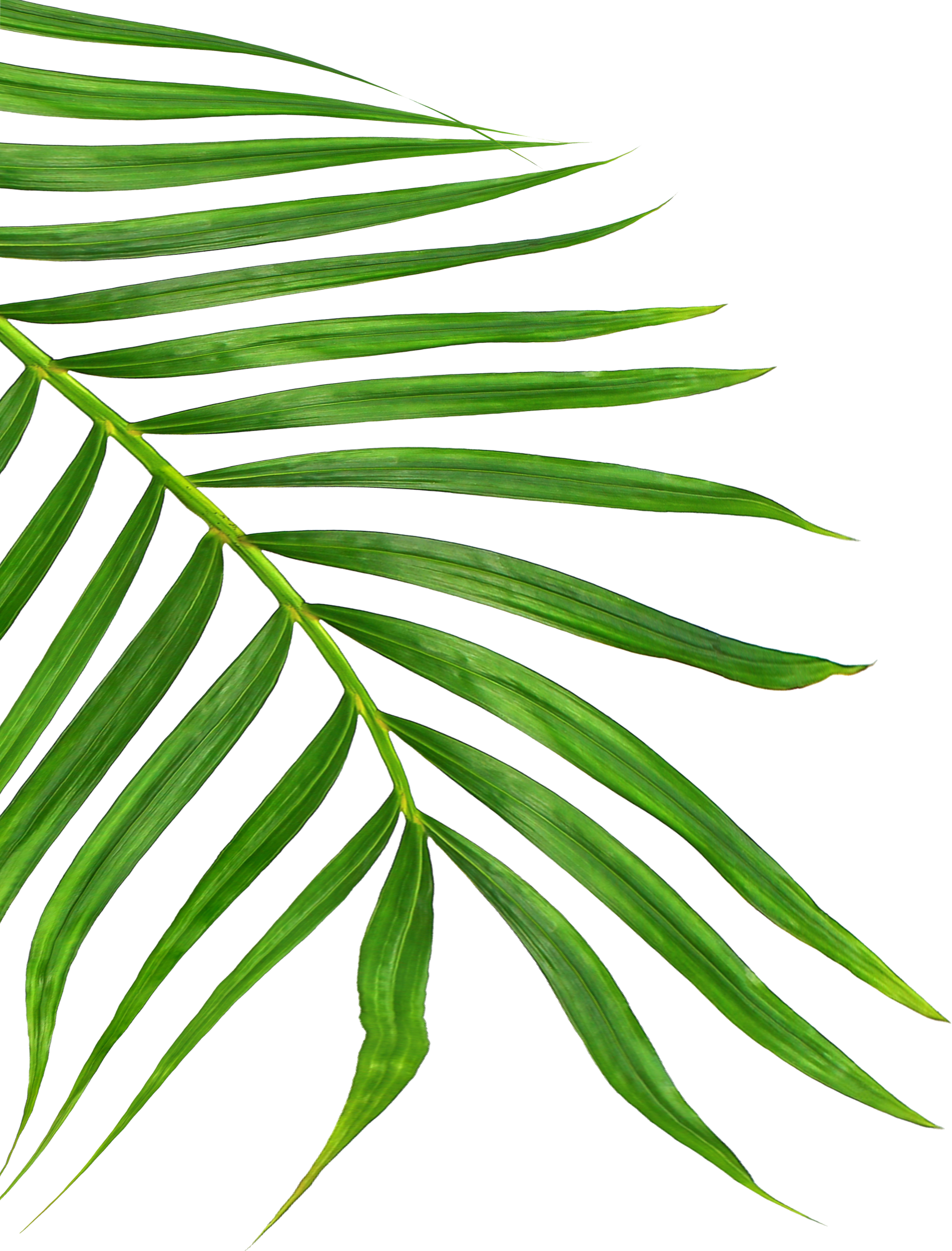 Green Leaves of Palm Tree Isolated on White Background